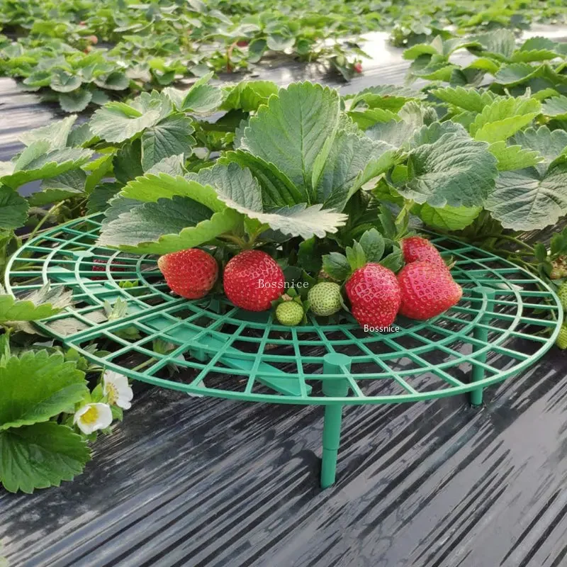 Suporte para Plantas de Morang - Gardening Tools For Vines avaliação e preço