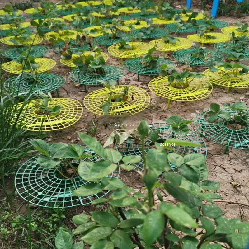 Suporte para Plantas de Morang - Gardening Tools For Vines avaliação e preço