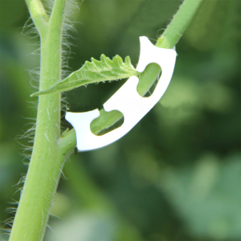 50/100 pçs botânica-haste vide - Gardening Tools For Vines avaliação e preço