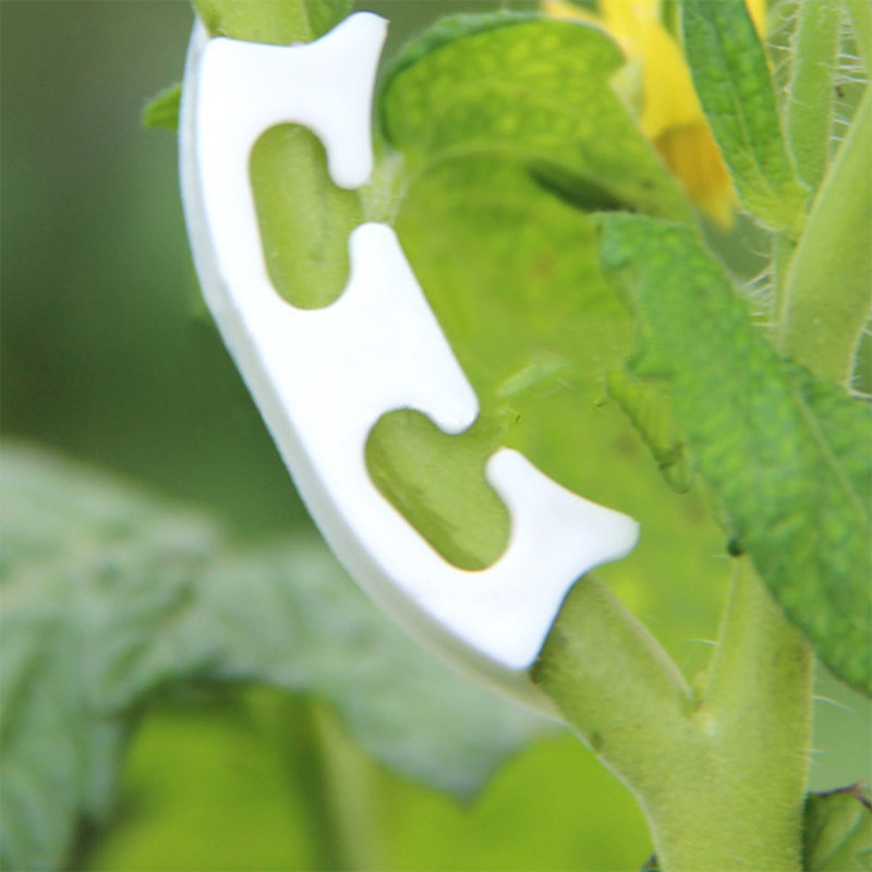 50/100 pçs botânica-haste vide - Gardening Tools For Vines avaliação e preço