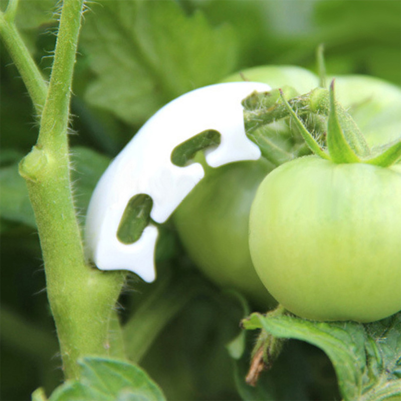 50/100 pçs botânica-haste vide - Gardening Tools For Vines avaliação e preço